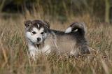 ALASKAN MALAMUTE 479